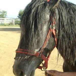 Meet your Posher, Angel